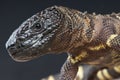 Beaded lizard / Heloderma horridum