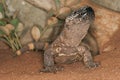 BEADED LIZARD heloderma horridum, A VENOMOUS SPECY