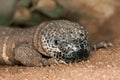 Beaded Lizard, heloderma horridum, a Venomous Specy