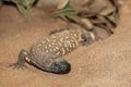 BEADED LIZARD heloderma horridum, A VENOMOUS SPECY, ADULT