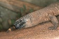 BEADED LIZARD heloderma horridum, A VENOMOUS SPECY, ADULT