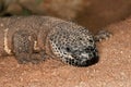 BEADED LIZARD heloderma horridum, A VENOMOUS SPECY, ADULT