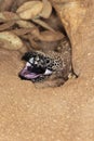 BEADED LIZARD heloderma horridum, A VENOMOUS SPECY, ADULT WITH OPEN MOUTH Royalty Free Stock Photo