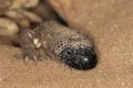 BEADED LIZARD heloderma horridum, A VENOMOUS SPECY, COMING OUT OF CAVITY