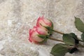 Beaded satin and a roses Royalty Free Stock Photo