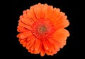 Bright orange carnation flower with dew Royalty Free Stock Photo