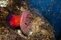 Beadlet Anemone