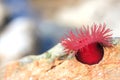 Beadlet anemone