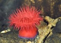 Beadlet Anemone - Actinia equina