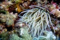 The beadlet anemone, Actinia equina