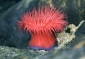 Beadlet Anemone - Actinia equina