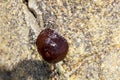 Beadlet anemone, Actinia equina, on a rock