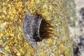 Beadlet anemone, Actinia equina, in a rockpool