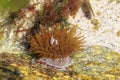 Beadlet anemone, Actinia equina, in a rockpool