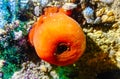 Beadlet anemone (Actinia equina), sea anemones on underwater rocks