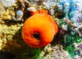 Beadlet anemone (Actinia equina), sea anemones on underwater rocks