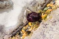 A beadlet anemone Actinia equina in a small crack at low tide