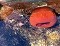 Beadlet anemone or red sea tomatos in south Spain