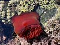 Beadlet anemone or red sea tomatos in south Spain