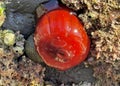 Beadlet anemone or red sea tomato in south Spain