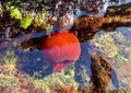 Beadlet anemone or red sea tomatos in south Spain