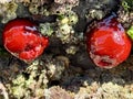 Beadlet anemone or red sea tomatos in south Spain