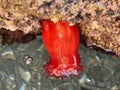 Beadlet anemone or red sea tomatos in south Spain