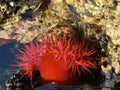 Beadlet anemone or red sea tomatos in south Spain