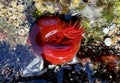 Beadlet anemone or red sea tomatos in south Spain