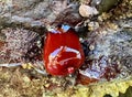 Beadlet anemone or red sea tomatos in south Spain