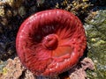 Beadlet anemone or red sea tomatos in south Spain