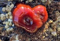 Beadlet anemone or red sea tomatos in south Spain