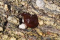 Beadlet anemone on rock