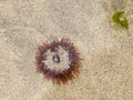 Beadlet anemone in UK rockpool with opened tentacles. Actinia equina.