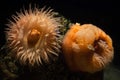 Beadlet anemone (Actinia equine).
