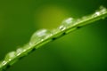 Beads of Dew on Blade of Grass Royalty Free Stock Photo