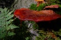 Beafsteak fungus mushroom growing on a tree bark close up Royalty Free Stock Photo