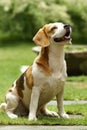 Beagle Royalty Free Stock Photo