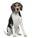 Beagle, 2 years old, sitting Royalty Free Stock Photo