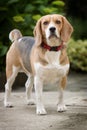 Beagle