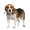 Beagle, 3 years old, standing Royalty Free Stock Photo