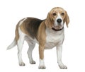 Beagle, 3 years old, standing Royalty Free Stock Photo