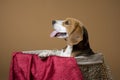 beagle looks out of a basket Royalty Free Stock Photo