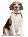 Beagle, 5 years old, sitting Royalty Free Stock Photo