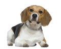Beagle, 9 months old, lying Royalty Free Stock Photo