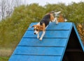 Beagle on agility training