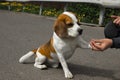 Lovely beagle asks for a reward Royalty Free Stock Photo