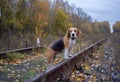 Beagle in autumn forest on the rails