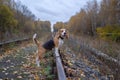 Beagle in autumn forest on the rails