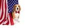 Beagle on the background of the American flag on a white isolated background.